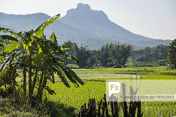 rural landscape and rice paddies in Northern Thailand