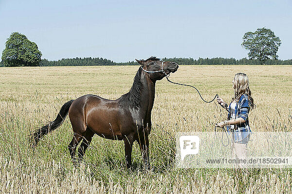 Young woman standing with her brown horse in crop field  Bavaria  Germany