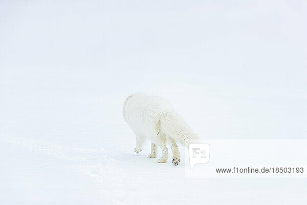 an arctic fox walks on the ice floe  turning his back on us