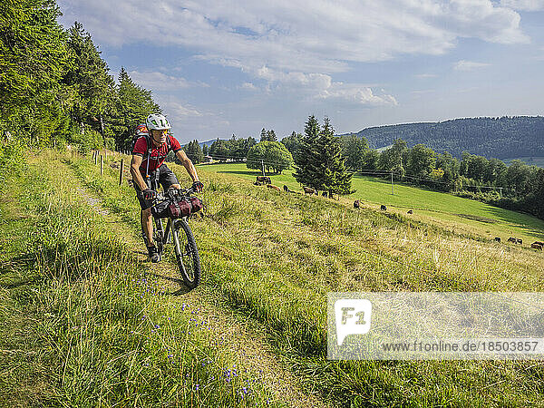Mountain biker through village trail near Todtnauberg with cows on meadow in the background  Baden-Württemberg  Germany