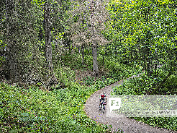 Mountain biker riding downhill through forest road  Hinterzarten   Baden-Württemberg  Germany