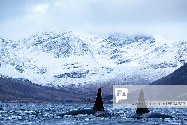 group of orcas swimming in winter in a Norwegian fjord