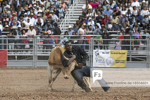 A cowboy wrestles a calf during the roping event