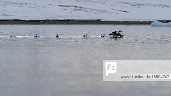 A King Eider flies off the surface of the Arctic Ocean