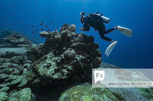 diver exploring coral in the clear water of the Gulf of Thailand