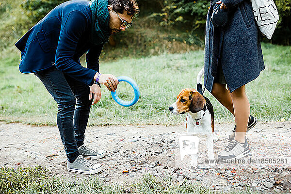 couple is walking in the park playing with a beagle dog having fun