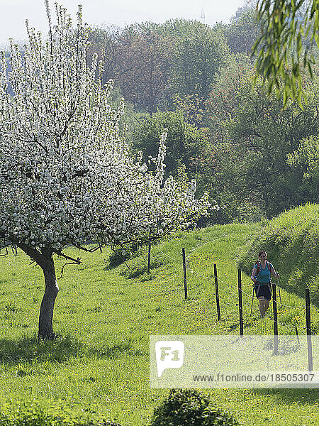 Woman hiking through meadow near Mondhalde  Baden-Württemberg  Germany