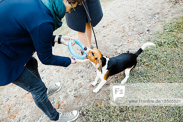 couple is walking in the park playing with a beagle dog having fun