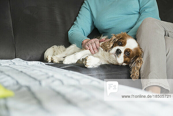 Woman relaxing with Cavalier king charles spaniel dog on sofa