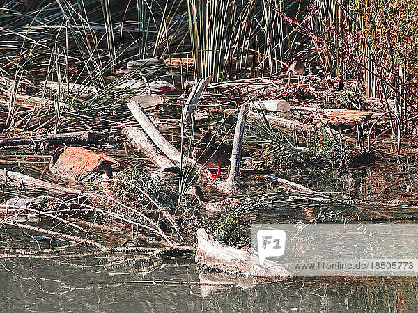 Duck on a log in the cane field of a river surrounded by garbage