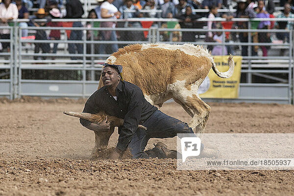 A cowboy tries to take down a calf in the roping event
