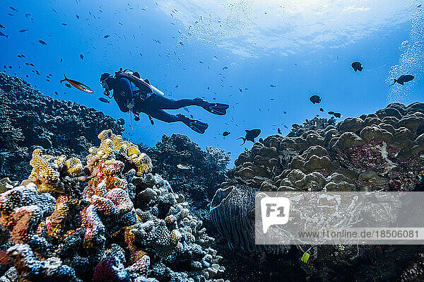 Diver exploring a reef at Banda Sea / Indonesia