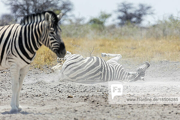 Zebras taking sand bath at Etosha National Park  Namibia  Africa