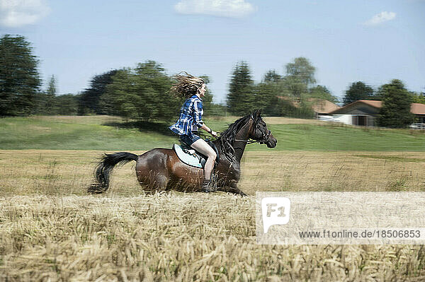 Young woman riding galloping horse in wheat field  Bavaria  Germany