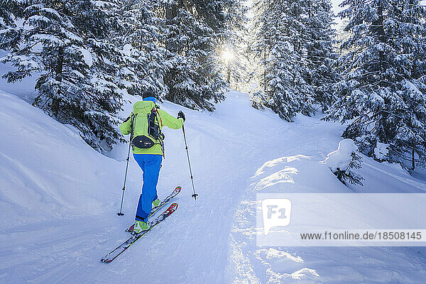 Woman ski touring in forest  Bavaria  Germany