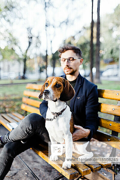 stylish young man sits with his beagle dog on a park bench