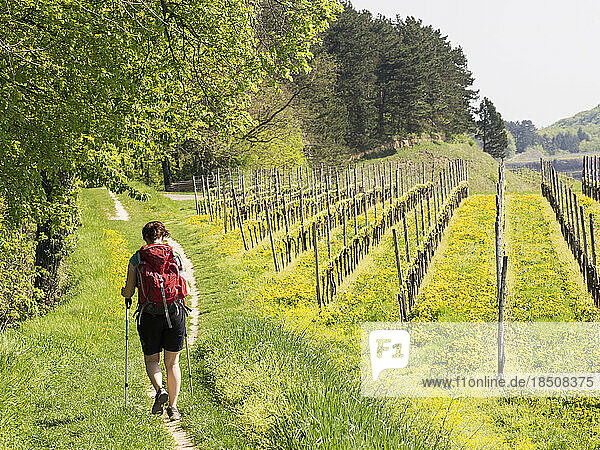 Woman hiking on narrow footpath through vineyard terraces  Baden-Württemberg  Germany