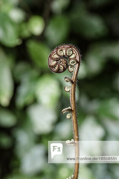 Close up view of furled silver fern fronds