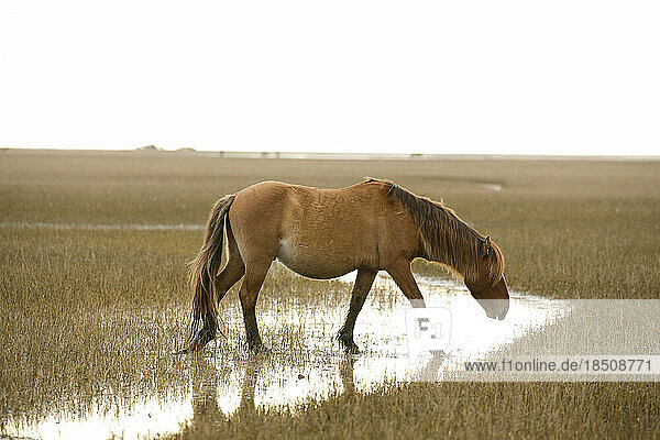 Wild Horses along the Outer Banks of North Carolina.