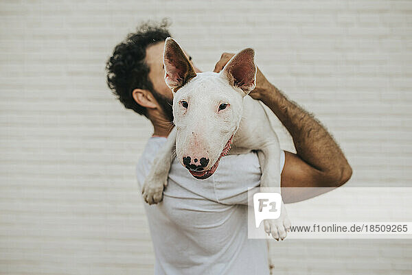 Bearded man holding a white bull terrier dog on shoulders
