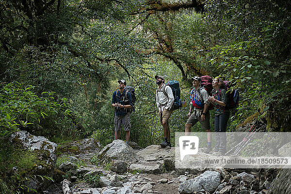 Four hikers looking up while standing in jungle with backpacks