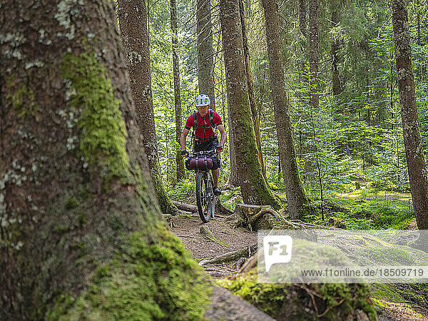 Mountain biker cycling through woods of Black Forest  near Aha  Baden-Württemberg  Germany