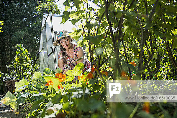 Senior woman working in garden  Altötting  Bavaria  Germany