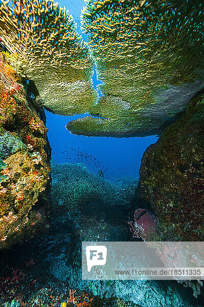 underwater landscape in the clear waters of the Gulf of Thailand