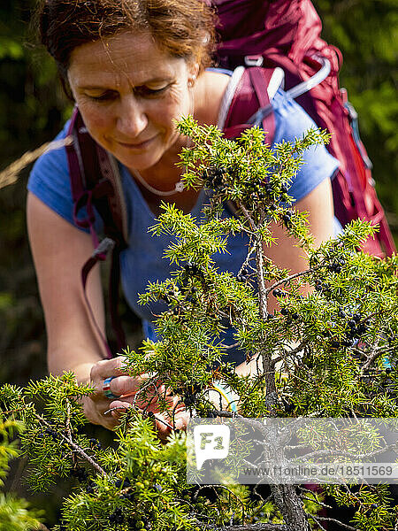 Women hiker collecting juniper berries in meadow at Hilsenfirst  France