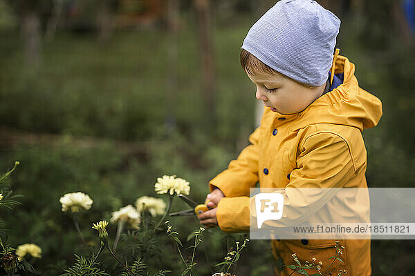 Boy in yellow raincoat cutting down white marigolds flowers in g