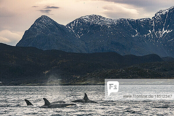 Orcas in Norwegian Sea