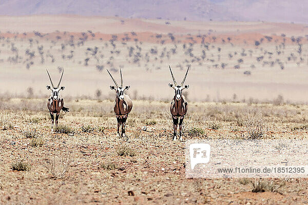 Oryx at NamibRand Nature Reserve  Namibia  Africa