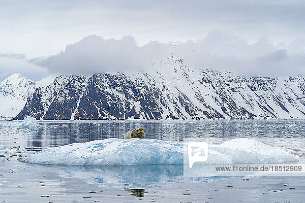 In a fjord a bearded seal sits on a large piece of ice from a glacier