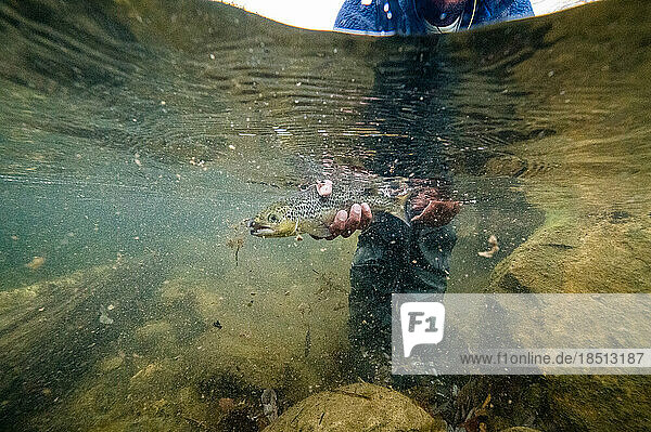 Underwater photo of man releasing a salmon during foliage season