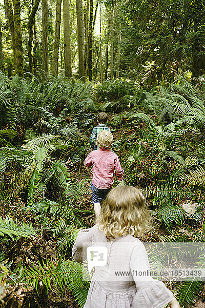 View from behind of three young children hiking through the forest