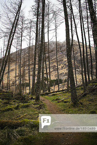 Trail through a forest of the Scottish Highlands