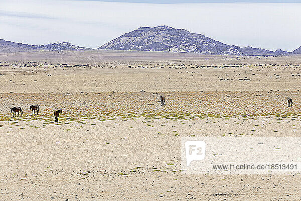 Group of feral horses on Namib desert  Namibia  Africa