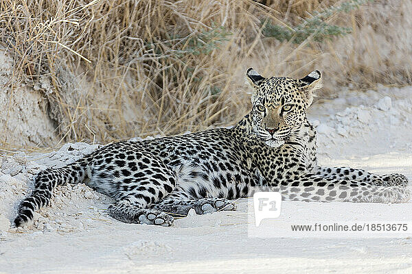 Leopard relaxing at Etosha National Park  Namibia  Africa