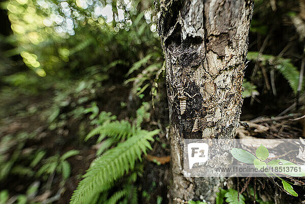 Weta insect on a tree trunk in a lush forest in New Zealand