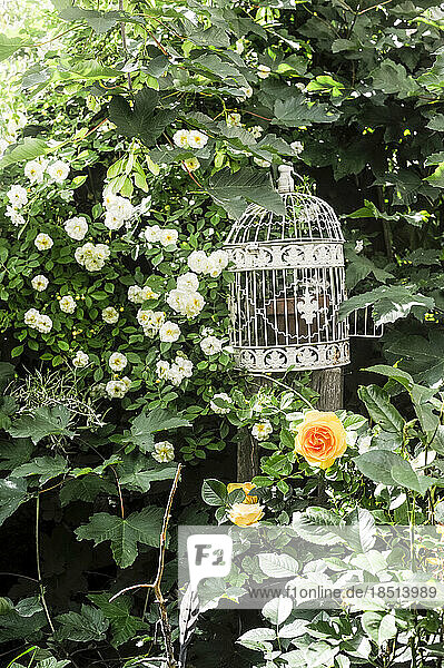 Empty bird cage in front of flowering rose bush