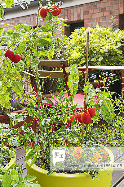 Tomaten  rote Chilischoten und Ringelblumen werden im Balkongarten angebaut