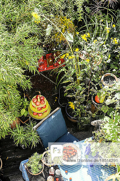 Pflanzen und Früchte im heimischen Garten