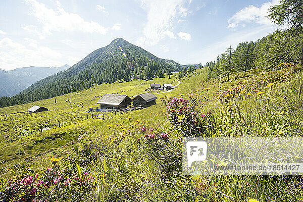 Österreich  Salzburger Land  Altenmarkt im Pongau  Alm im Frühling mit blühenden Wildblumen im Vordergrund