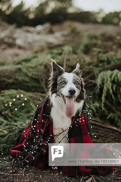 Border collie dog wrapped in blanket and Christmas lights in field