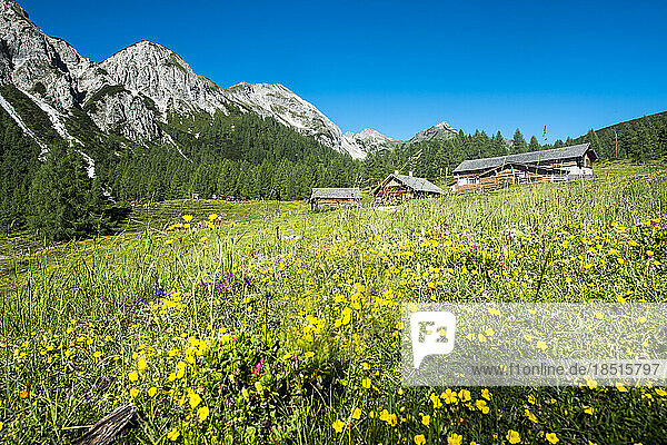 Austria  Salzburger Land  Altenmarkt im Pongau  Alpine meadow in spring with Tauernkarleitenalm hut in background