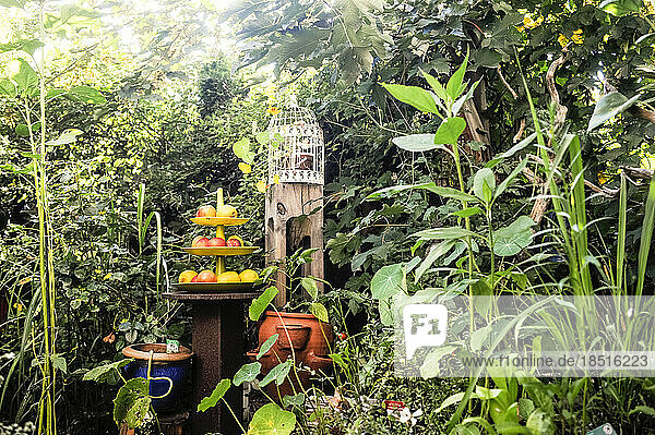 Bird cage and fresh apples on cakestand standing in lush home garden