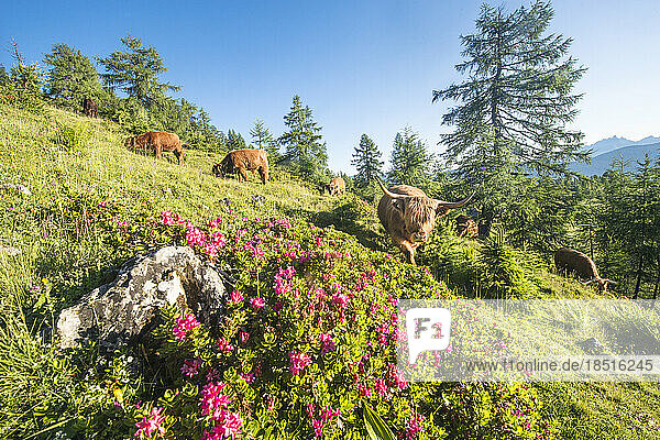 Austria  Salzburger Land  Altenmarkt im Pongau  Highland cattle grazing in springtime pasture