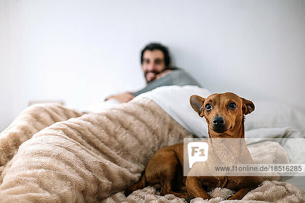 Dog sitting on bed with gay couple in background at home