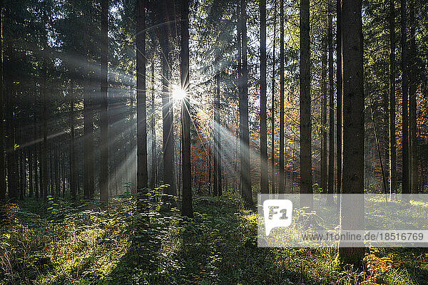 Germany  Baden-Wurttemberg  Sun shining through branches of forest trees in Swabian Jura