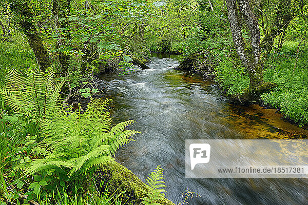 UK  England  Long exposure of clear forest stream